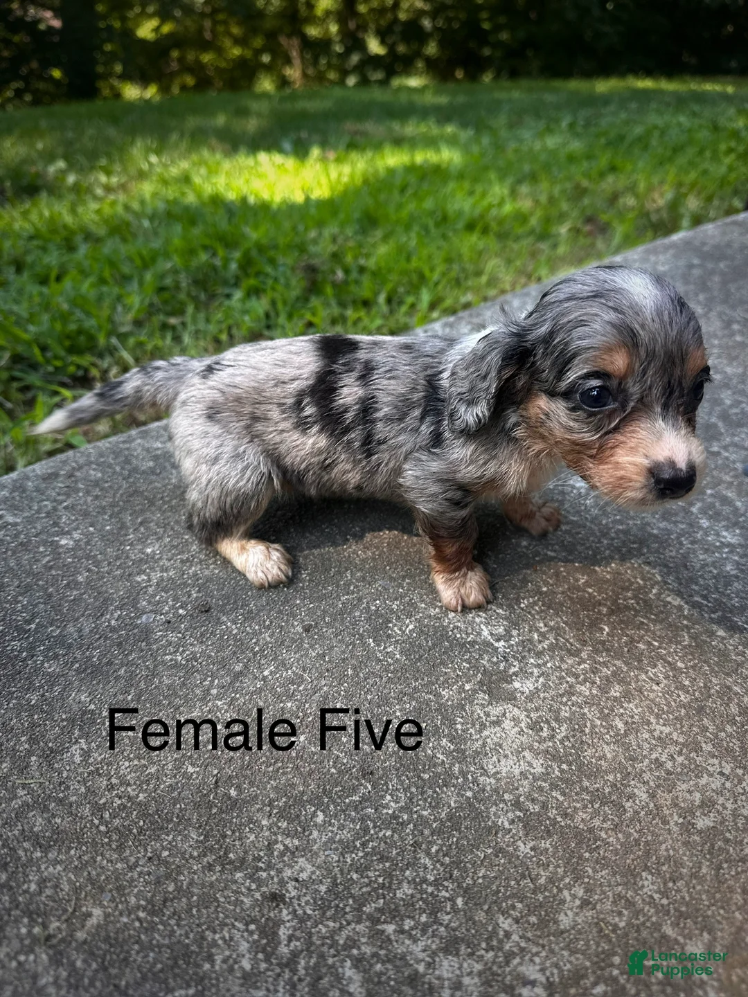Dachshund dogs for sale: Female Five - Ad 1