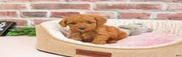 Cavapoo dogs for sale: Sugar - Ad 3