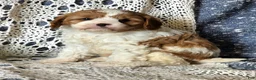 Cavapoo dogs for sale: Jimmy - Ad 3