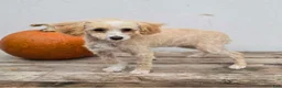 Maltipoo dogs for sale: Lynx  - Ad 3