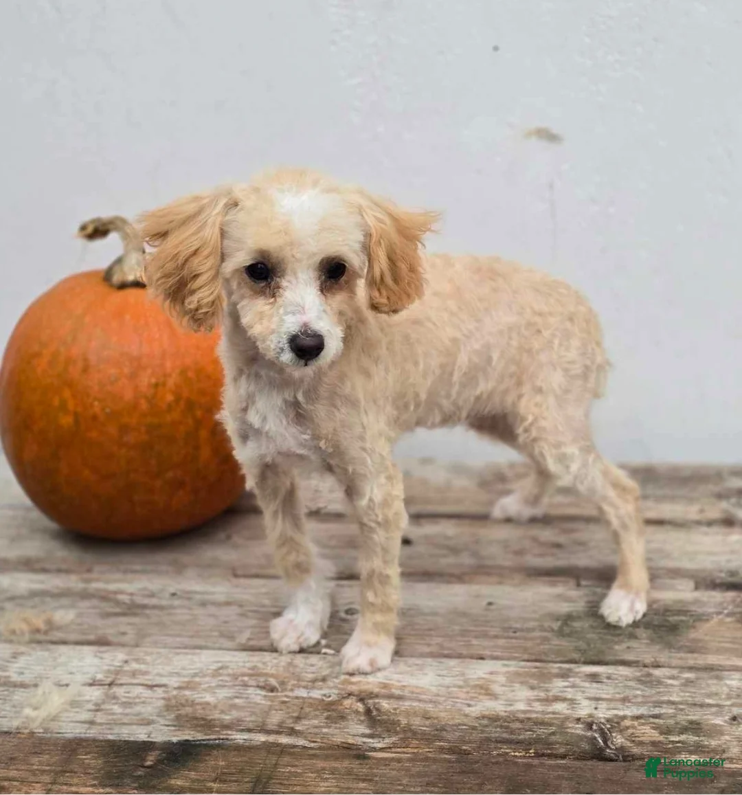 Maltipoo dogs for sale: Lynx  - Ad 3