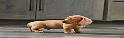 Miniature Dachshund dogs for sale: Johnny - Ad 3