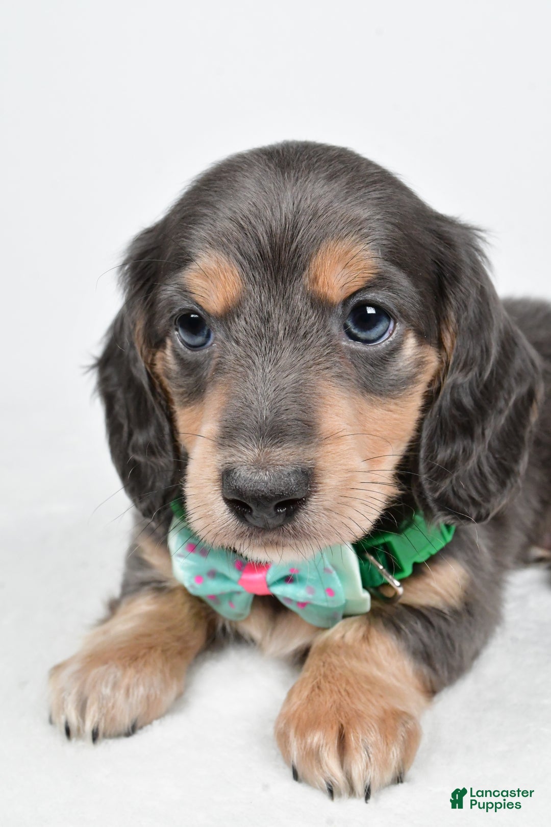 Miniature Dachshund dogs for sale: Asher - Ad 12