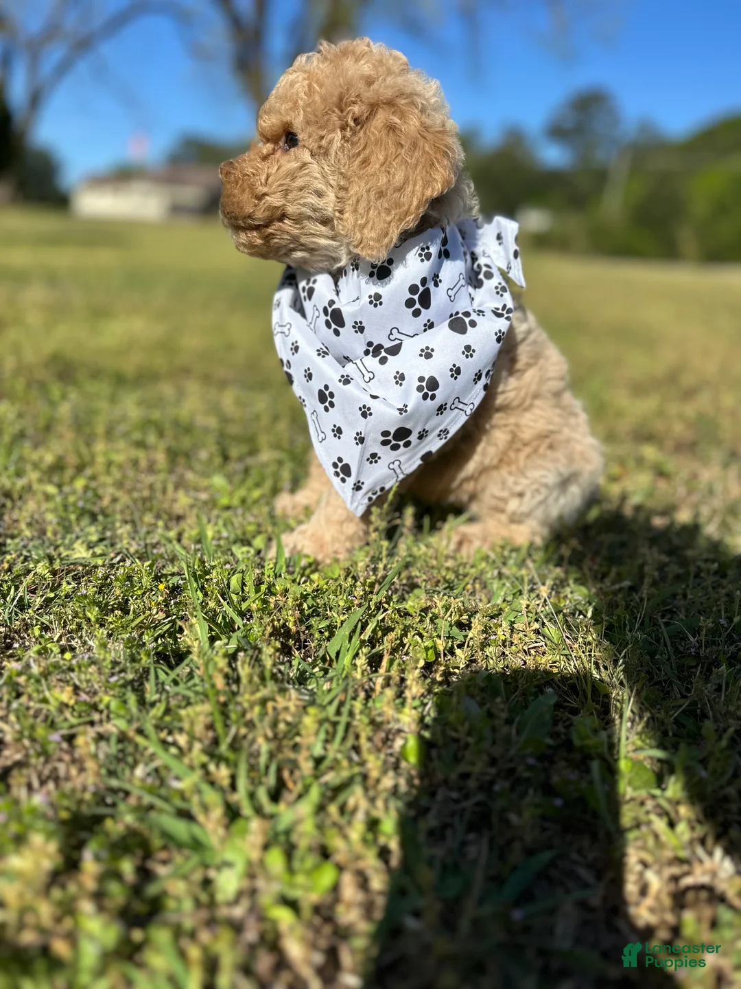 Goldendoodle dogs for sale: Goldendoodle Puppy 3 - Mo - Grey Collar - Ad 2