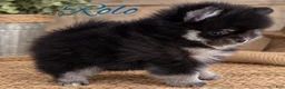 Pomeranian dogs for sale: Pomeranian 1 - Ad 3