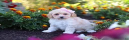 Havapoo dogs for sale: Nicole - Ad 4