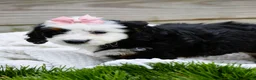 Mini Bernedoodle dogs for sale: Landry - Ad 3