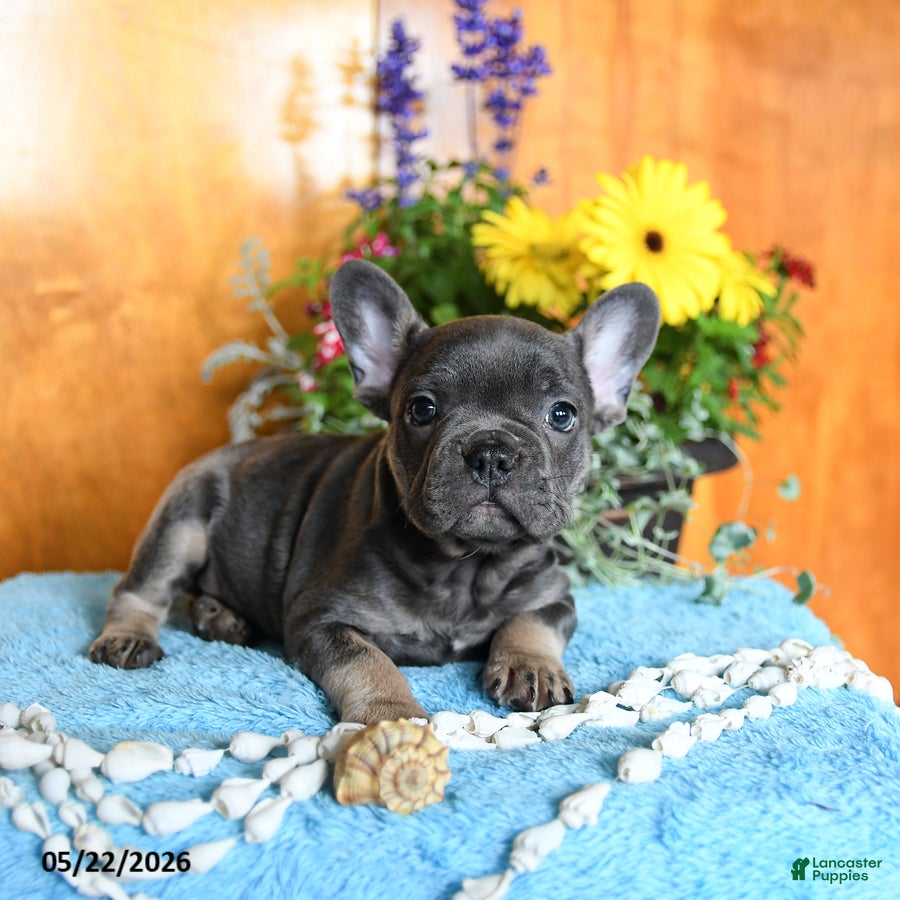 French Bulldog dogs Pepper - Ad 2