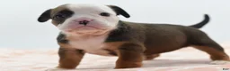 Mixed Breed dogs for sale: Rosie - Ad 17