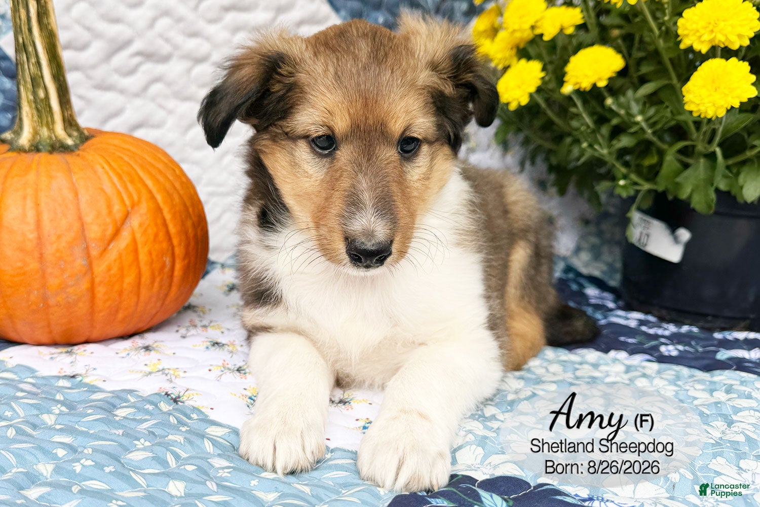 Shetland Sheepdog dogs for sale: Amy - Ad 1