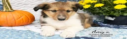 Shetland Sheepdog dogs for sale: Amy - Ad 1