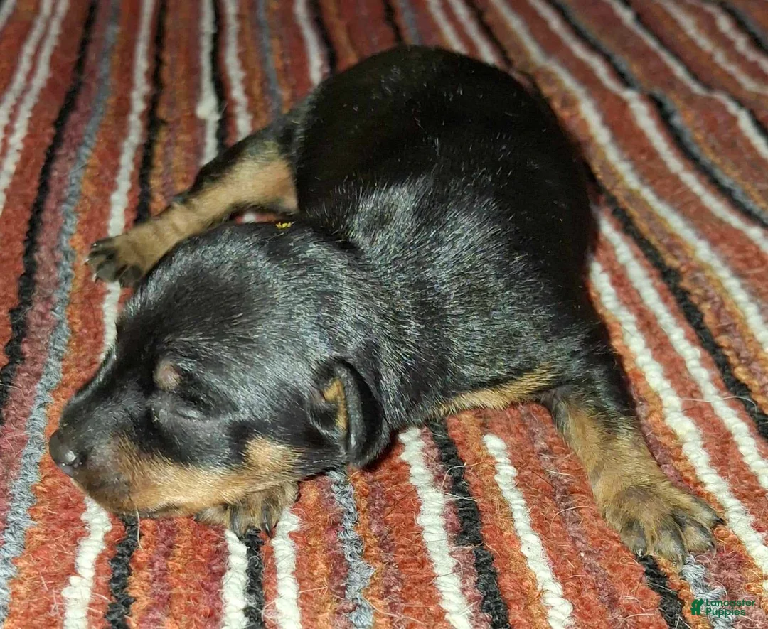 Gallery Image {{count}}