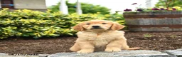 Golden Retriever dogs for sale: Jimmy - Ad 3