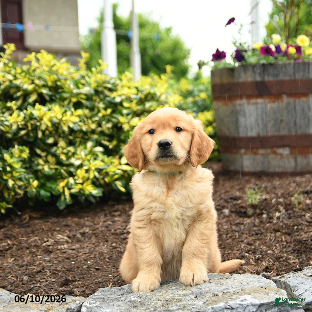 Golden Retriever dogs for sale: Jimmy - Ad 3