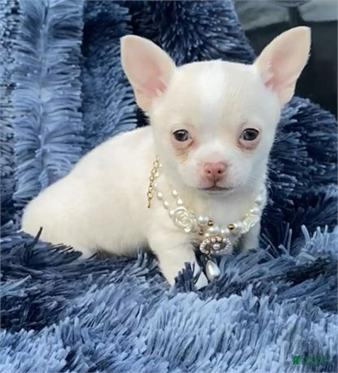 Chihuahua dogs for sale: Chihuahua Puppy 2 - Ad 2