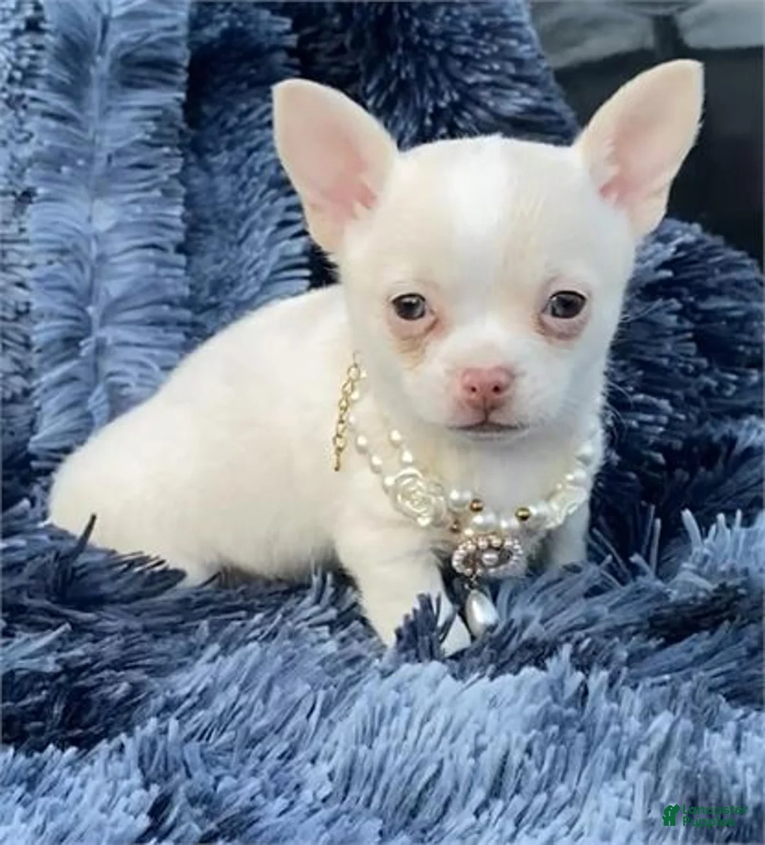 Chihuahua dogs for sale: Chihuahua Puppy 2 - Ad 2