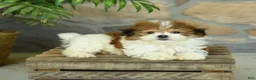 Teddy Bear dogs for sale: Tucker - Ad 4