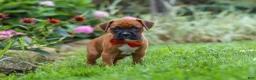 Boxer dogs for sale: Rascal - Ad 7