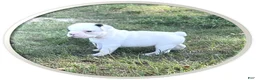 Frenchton dogs for sale: Frenchton 1 - Ad 2