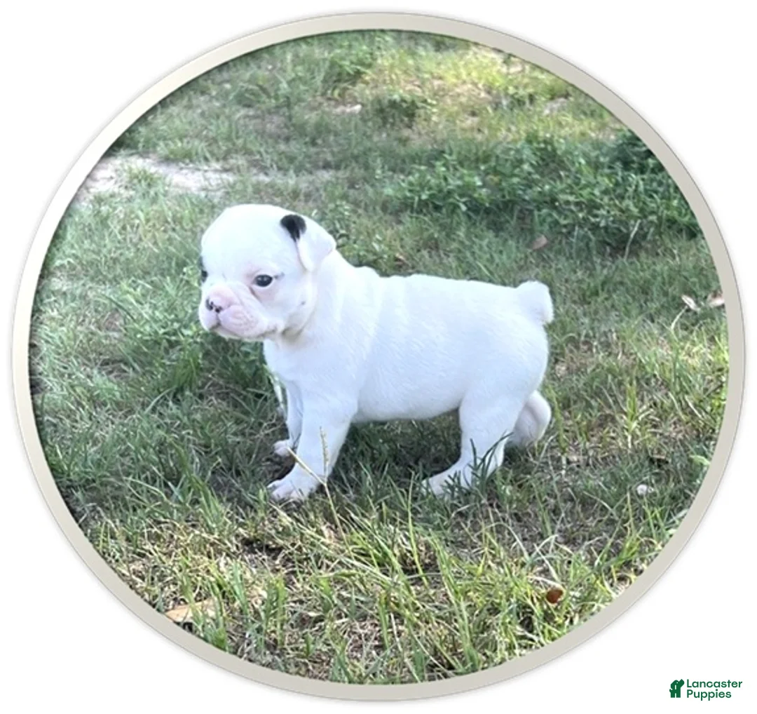 Frenchton dogs for sale: Frenchton 1 - Ad 2