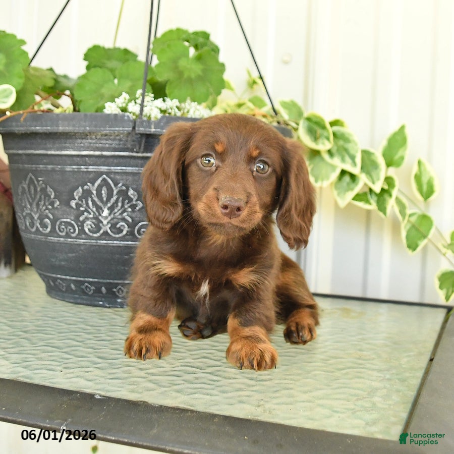 Dachshund dogs for sale: Milan - Ad 5