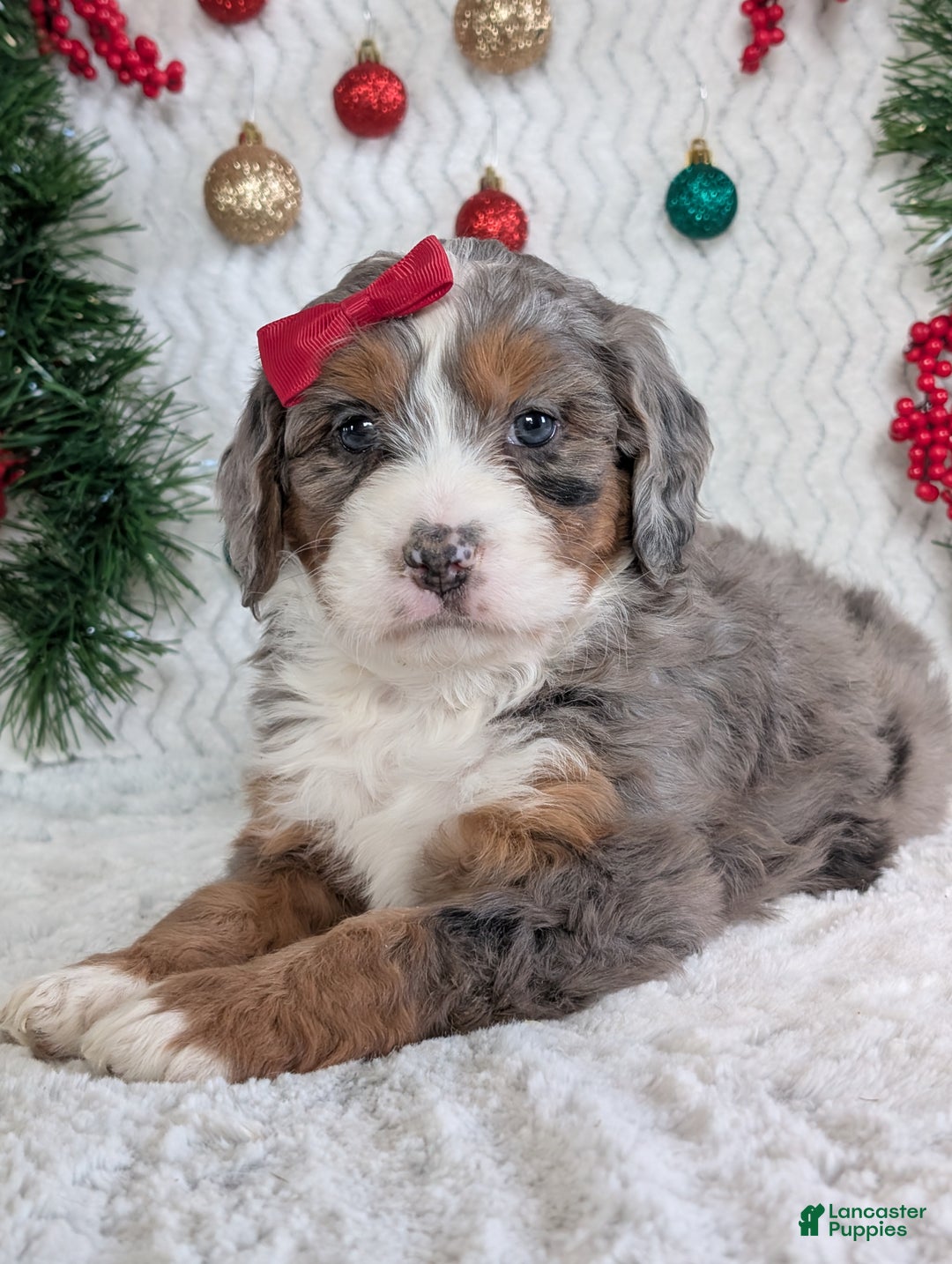 Mini Bernedoodle dogs for sale: Mini Darcy  - Ad 14