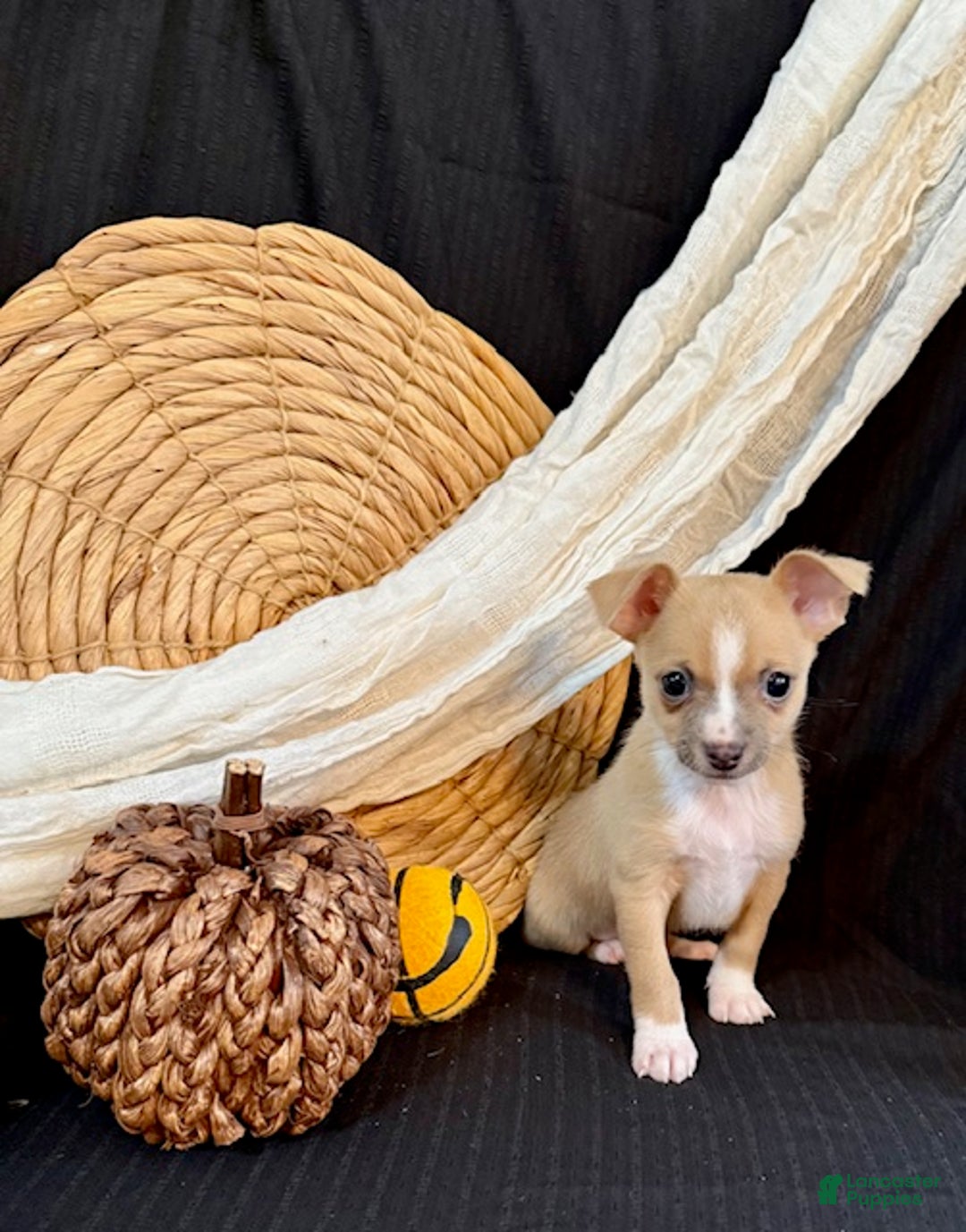 Chihuahua dogs for sale: Finley - Ad 3