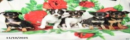 Chihuahua dogs for sale: Simon - Ad 5