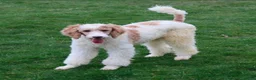 Bernedoodle dogs for sale: BEAR CUB - Ad 16