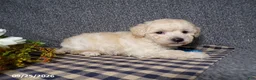Bichpoo dogs for sale: Timmy - Ad 3