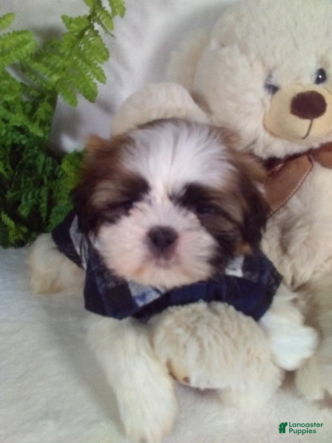 Shih Tzu dogs for sale: Chewy - Ad 2
