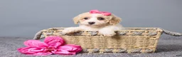 Bichpoo dogs for sale: Kate - Ad 1
