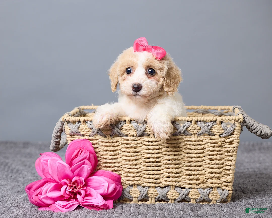 Bichpoo dogs for sale: Kate - Ad 1