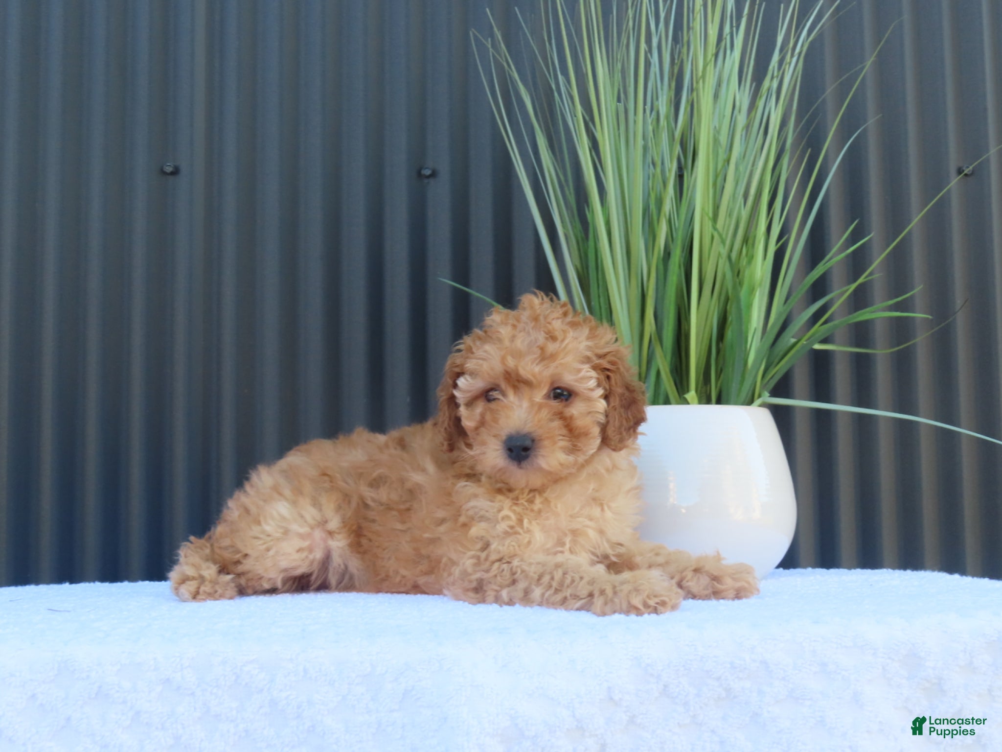 Toy Poodle dogs for sale: Macey - Ad 4
