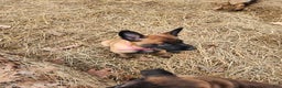 Belgian Malinois dogs for sale: Magenta - Ad 4
