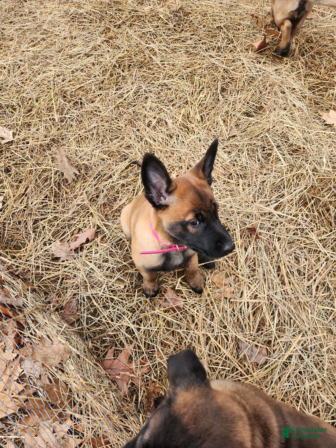 Belgian Malinois dogs for sale: Magenta - Ad 4