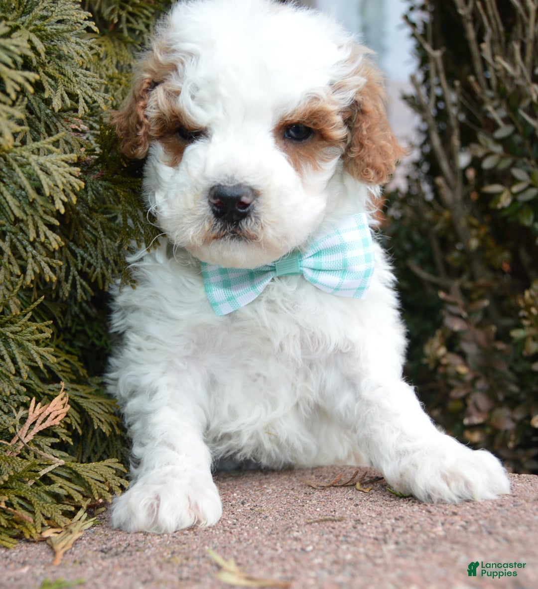 Cavapoo dogs for sale: Charlie - Ad 9