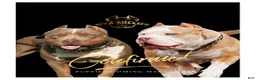 American Bully dogs for sale: Saint - Ad 5