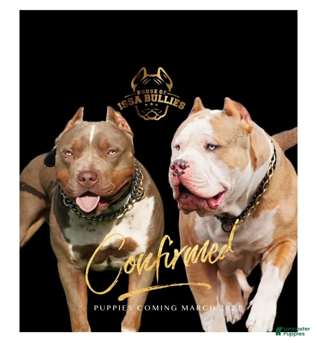 American Bully dogs for sale: Saint - Ad 5