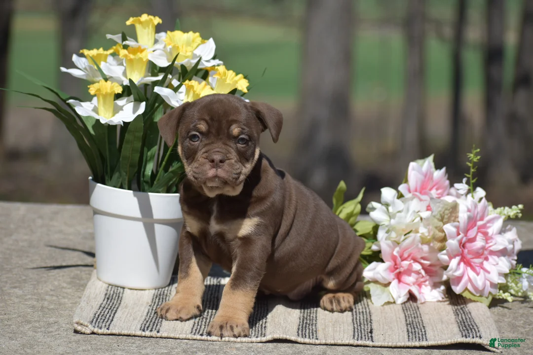Olde English Bulldogge dogs for sale: Jessica - Ad 1