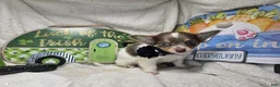 Chihuahua dogs for sale: Ali Babba (long-hair) - Ad 2