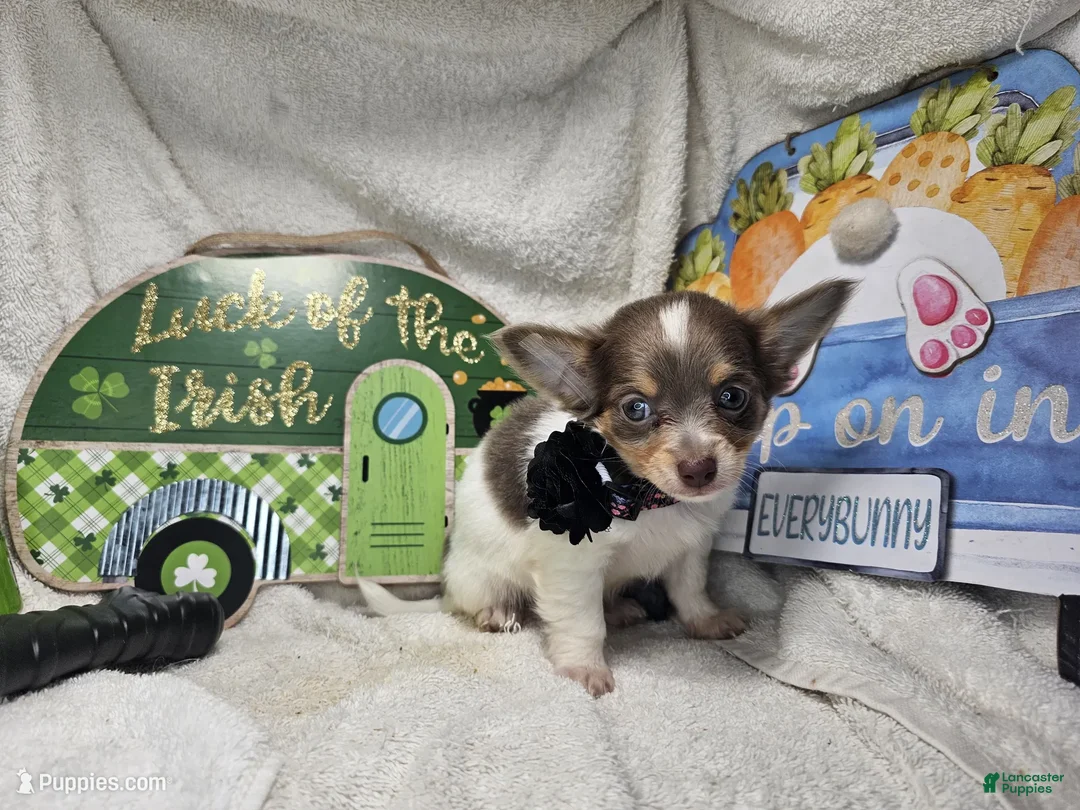 Chihuahua dogs for sale: Ali Babba (long-hair) - Ad 2