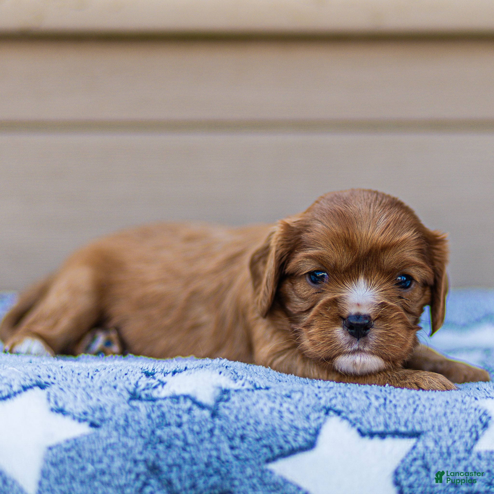 Cavalier King Charles Spaniel dogs Jasper Cavalier King Charles Spaniel  - Ad 1
