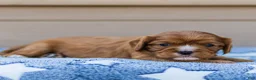 Cavalier King Charles Spaniel dogs for sale: Jasper Cavalier King Charles Spaniel  - Ad 14