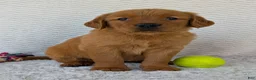 Golden Retriever dogs for sale: Miss Rosie  - Ad 21