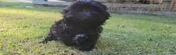Shih Tzu dogs for sale: Sable - Ad 6