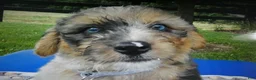 Mini Aussiedoodle dogs for sale: Mini Aussiedoodle 5 Patches - Ad 1