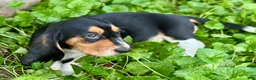 Basset Hound dogs for sale: Avery  - Ad 13