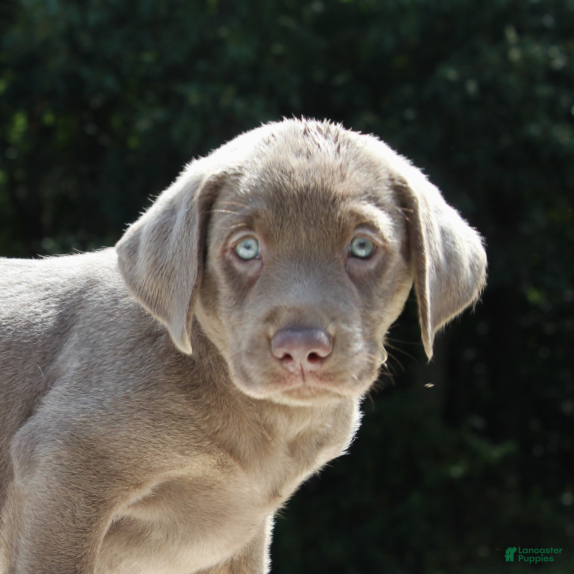 Labrador Retriever dogs Tiana - Ad 2