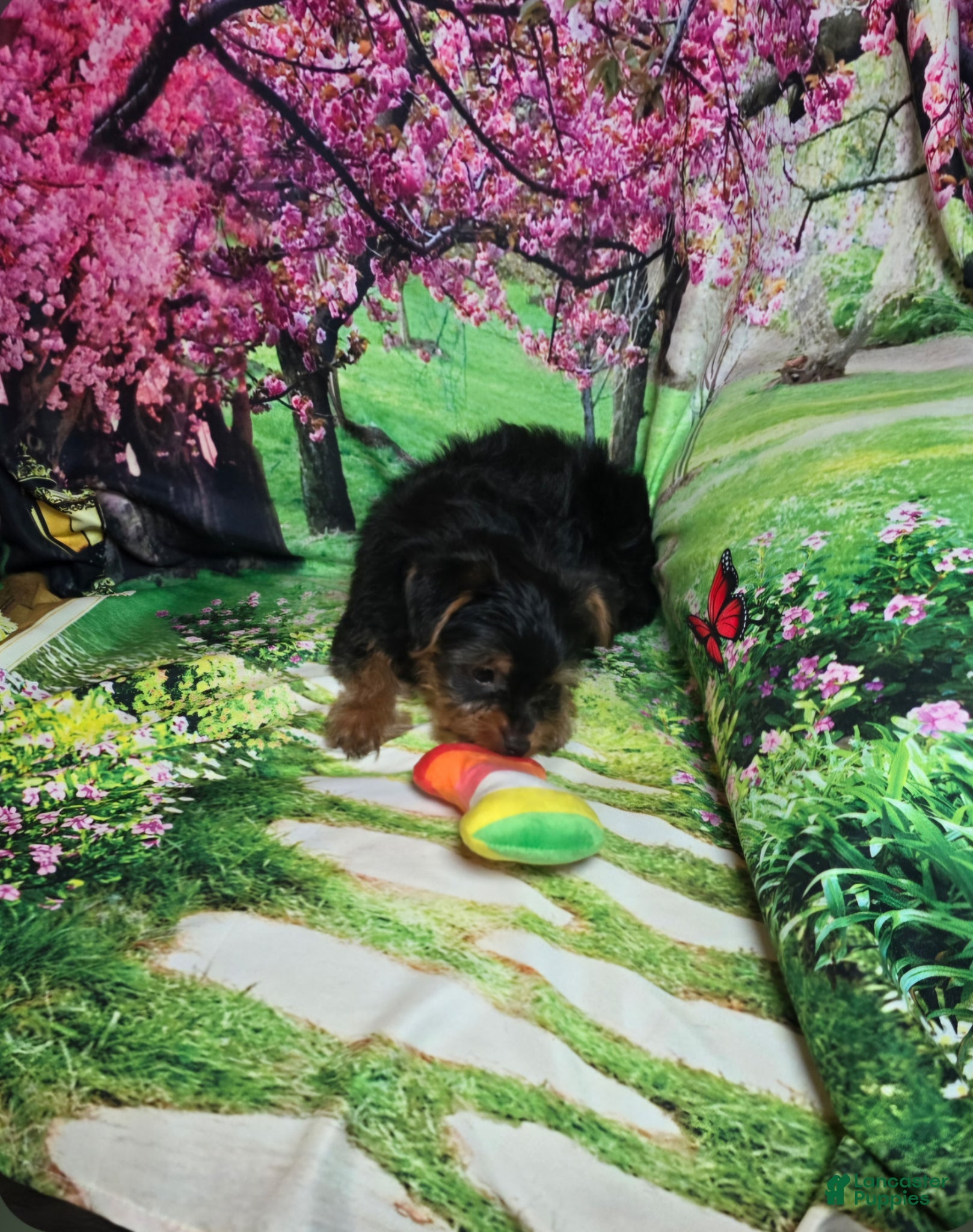 Yorkshire Terrier dogs for sale: Red - Ad 2